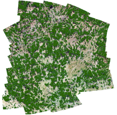 Digitized trees layer generated by EnviDrone
